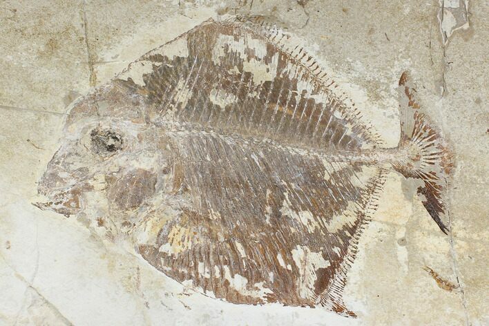 Cretaceous Fossil Fish (Paleobalistum) - Lebanon #162778
